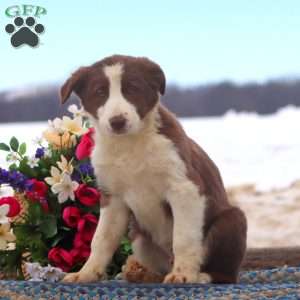 Benji, Border Collie Mix Puppy