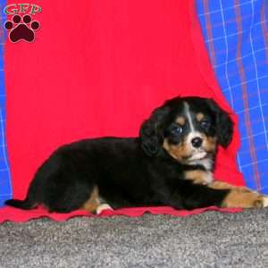 Benji, Miniature Bernese Mountain Dog Puppy