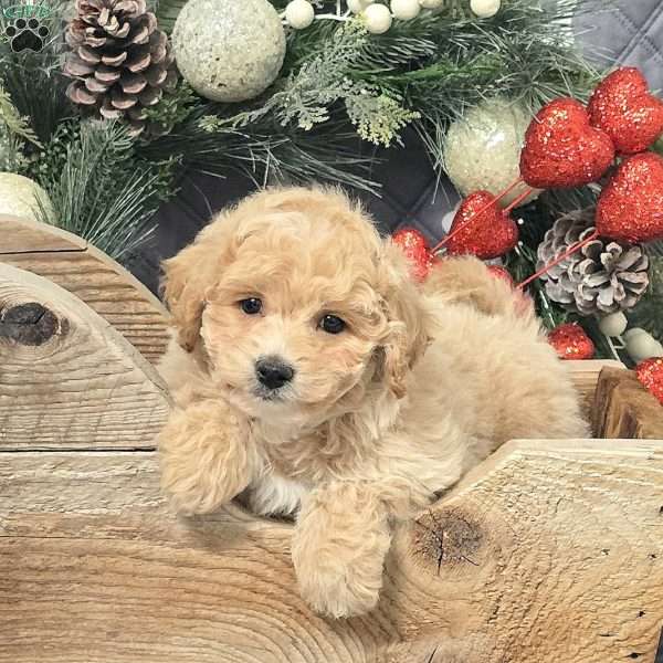 Bennett, Bich-Poo Puppy