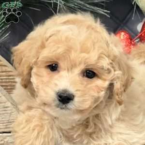 Bennett, Bich-Poo Puppy