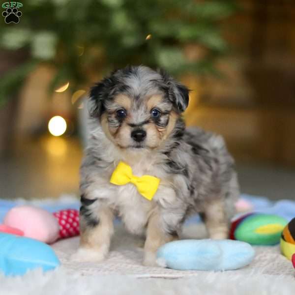 Benny, Miniature Australian Shepherd Mix Puppy