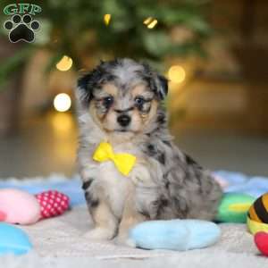 Benny, Miniature Australian Shepherd Mix Puppy