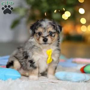 Benny, Miniature Australian Shepherd Mix Puppy