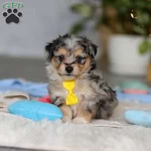Benny, Miniature Australian Shepherd Mix Puppy