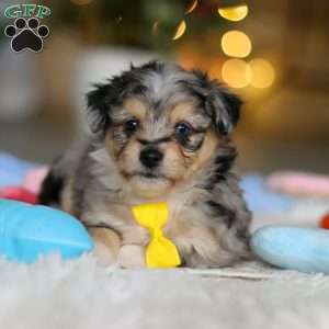 Benny, Miniature Australian Shepherd Mix Puppy