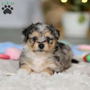 Benny, Miniature Australian Shepherd Mix Puppy