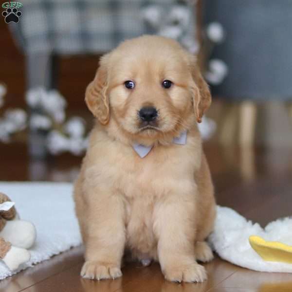 Bentley, Golden Retriever Puppy