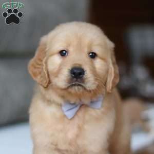 Bentley, Golden Retriever Puppy