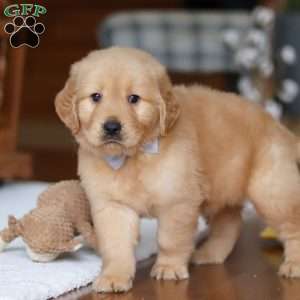 Bentley, Golden Retriever Puppy
