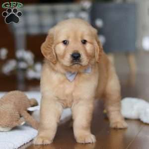 Bentley, Golden Retriever Puppy