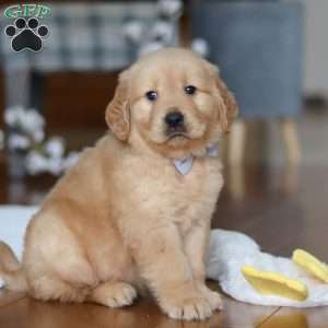 Bentley, Golden Retriever Puppy