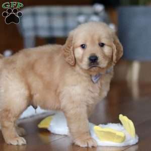 Bentley, Golden Retriever Puppy
