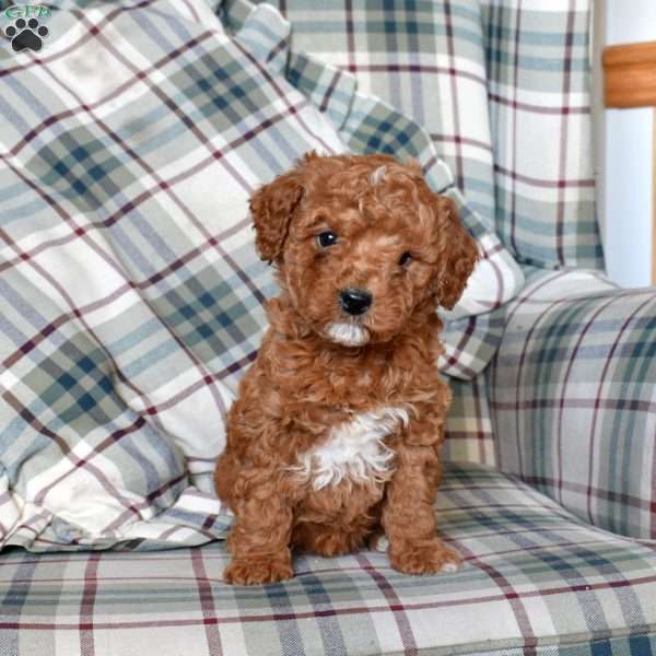 Bentley, Mini Goldendoodle Puppy