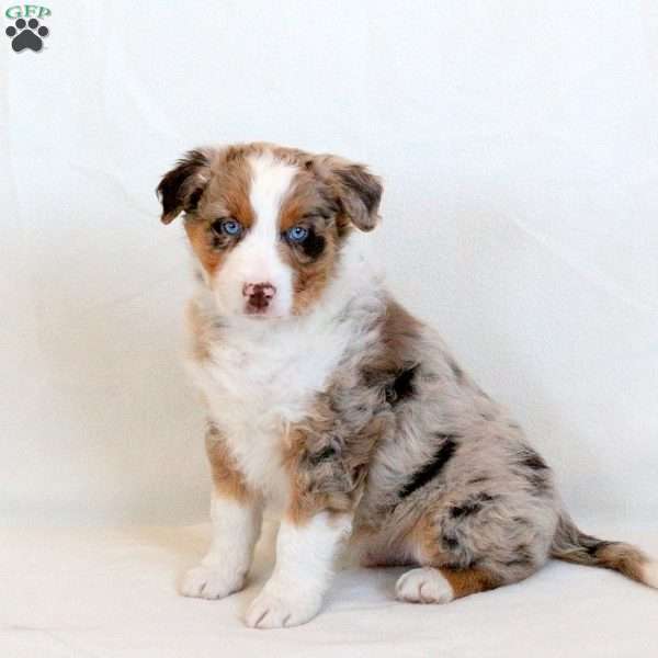 Bentley, Australian Shepherd Puppy