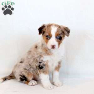 Bentley, Australian Shepherd Puppy