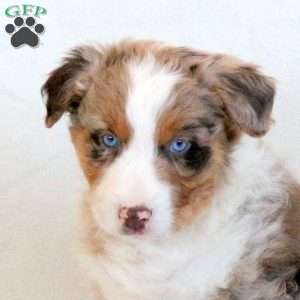 Bentley, Australian Shepherd Puppy