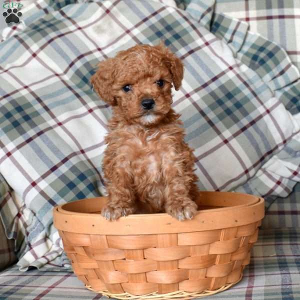 Berry, Mini Goldendoodle Puppy