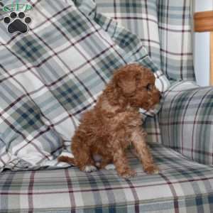 Berry, Mini Goldendoodle Puppy