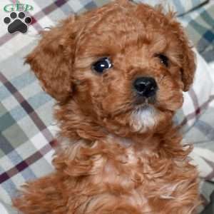 Berry, Mini Goldendoodle Puppy