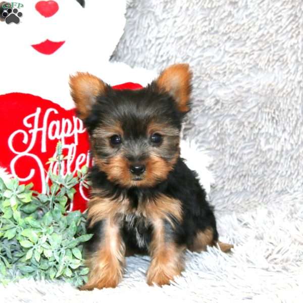 Beth, Yorkie Puppy