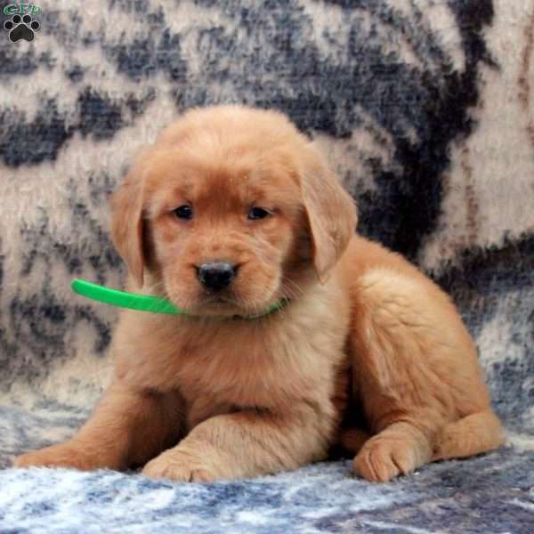 Betsy, Golden Retriever Puppy