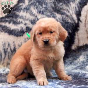 Betsy, Golden Retriever Puppy