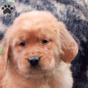 Betsy, Golden Retriever Puppy