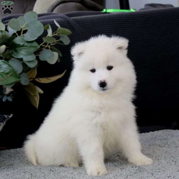 Betsy, Samoyed Puppy