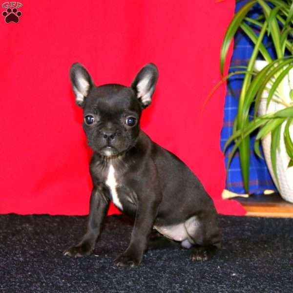 Betsy, French Bulldog Mix Puppy
