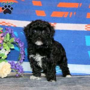 Betsy, Havapoo Puppy