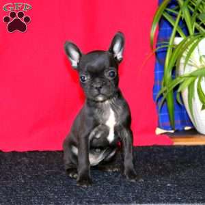 Betsy, French Bulldog Mix Puppy