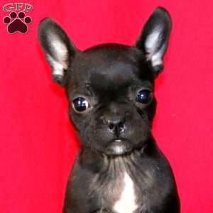 Betsy, French Bulldog Mix Puppy