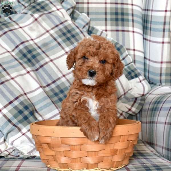 Betty, Mini Goldendoodle Puppy