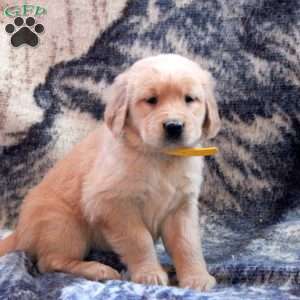 Betty, Golden Retriever Puppy