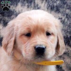 Betty, Golden Retriever Puppy