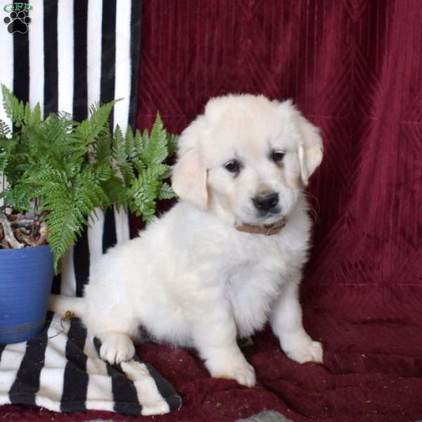 Bianca, English Cream Golden Retriever Puppy