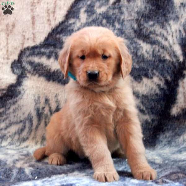 Bianca, Golden Retriever Puppy