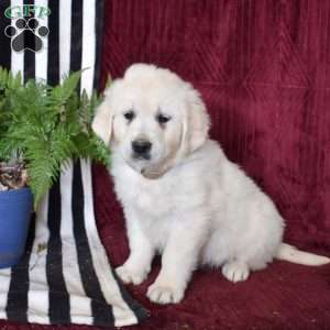 Bianca, English Cream Golden Retriever Puppy