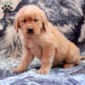 Bianca, Golden Retriever Puppy