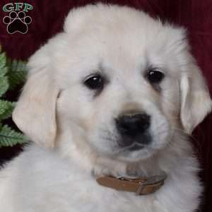Bianca, English Cream Golden Retriever Puppy