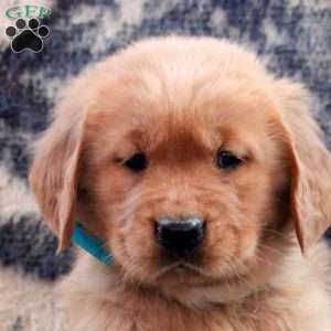 Bianca, Golden Retriever Puppy