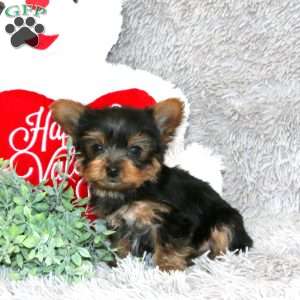Billy, Yorkie Puppy