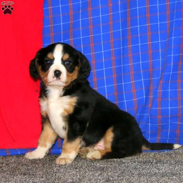 Bingo, Miniature Bernese Mountain Dog Puppy