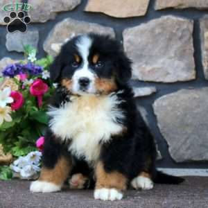 Bingo, Bernese Mountain Dog Puppy