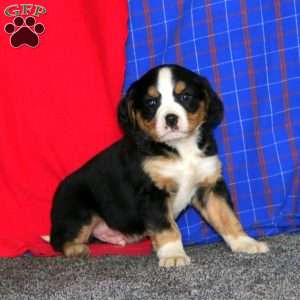 Bingo, Miniature Bernese Mountain Dog Puppy