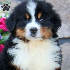 Bingo, Bernese Mountain Dog Puppy