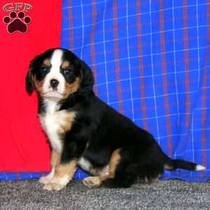 Bingo, Miniature Bernese Mountain Dog Puppy