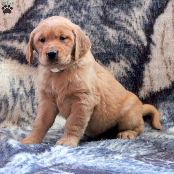 Birdie, Golden Retriever Puppy