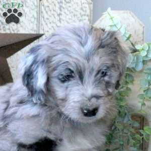 Birdie, Bernedoodle Puppy