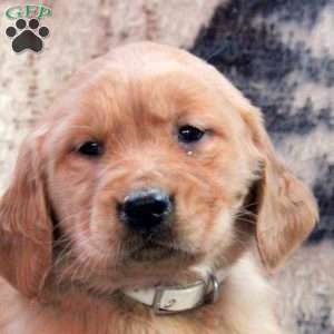 Birdie, Golden Retriever Puppy